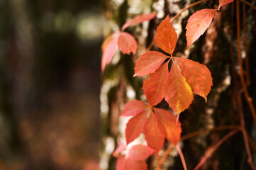 Red leaves of Parthenocissus against the background of black and white birch trunks