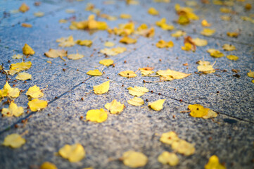 Yellow wet linden leaves on a granite pavement