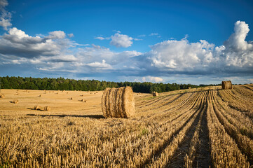 Fototapeta premium Bale of straw in the field in the rays of the sun against the background of the forest