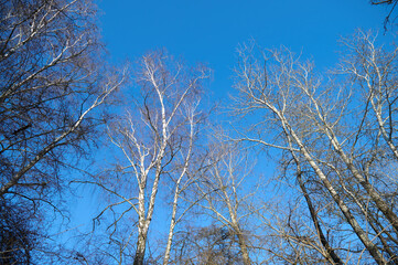 Fototapeta na wymiar Branches of birches against the blue sky in winter time