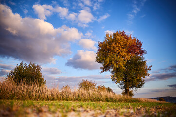 Obraz premium Colorful tree during autumn against a blue sky with clouds