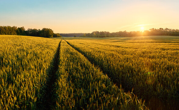 Tractor tracks on a green grain field near the forest