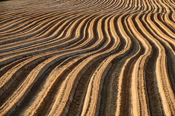Naklejka premium Rippled freshly sown rows in a dry field in spring