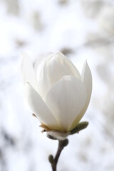 Fototapeta na wymiar Bud of white magnolia on the background of the sky.