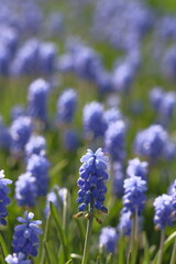 Obraz premium Grape hyacinths on a blurred background.