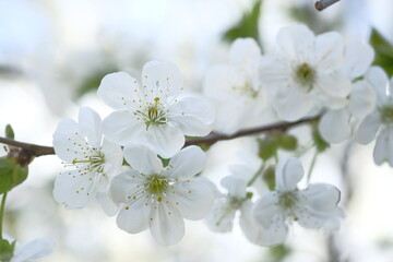 Fototapeta premium White apple flowers are plentiful on the branch.