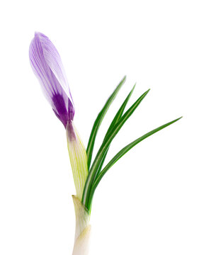 Crocus flower isolated on white background. Close up of saffron flower.