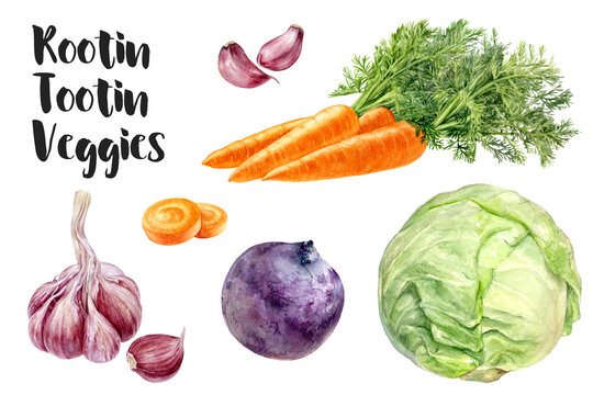 Watercolor illustration of beets, cabbage, garlic, carrot isolated on white background, closeup.