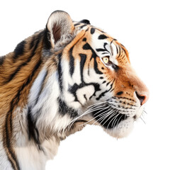 an isolated Bengal tiger side view portrait, majestic face, stalking prey, fierce jungle-themed photoreal illustration on a transparent background in PNG. Generative AI