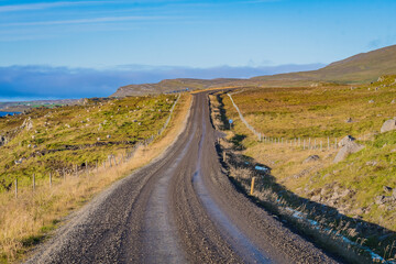 Sheeps at the icelandic coast