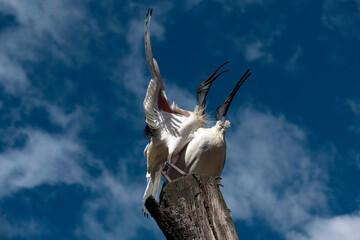 Australian White Ibis (Threskiornis molucca) - obrazy, fototapety, plakaty