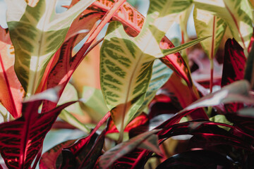evergreen exotic plant codiaeum  with beautiful yellow-red-green leaves