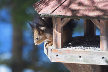 Close-up shot of a cute red squirrel in a bird feeder stealing seeds. Environment, natural habitat and endangered species concepts