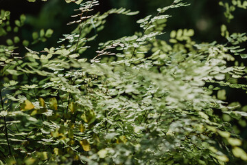 evergreen exotic fern adiantum with beautiful fresh green leaves