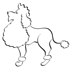 beautifully trimmed poodle standing with an air of importance, black outline