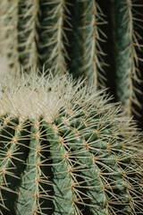 evergreen succulent plants cactus growing in the garden