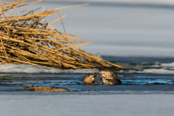 Muskrats fighting over food
