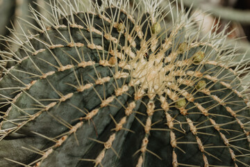 Naklejka na ściany i meble evergreen succulent plants cactus growing in the garden