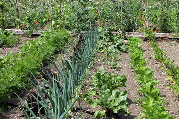 Rows of young onion, beetroot, carrot, celery plants growing in an allotment . - 586713185