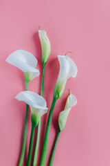 Obraz premium Beautiful white Calla Lilies flowers on a pink pastel background.
