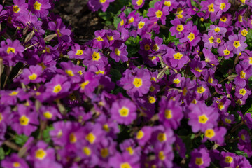  spring violet flowers primrose growing outdoor