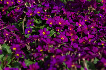 Fototapeta na wymiar spring violet flowers primrose growing outdoor