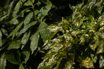 beautiful exotic plant with beautiful yellow-green bright leaves