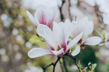 Amazing Magnolia flowers in a spring garden. Springtime background.