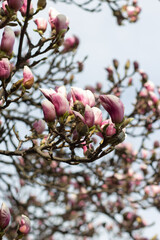 beautiful spring magnolia blossom with white rose flowers