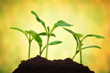 A Cluster of Young Squash Sprouts With Sunrise Background