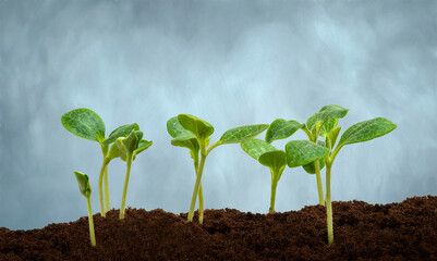 Several Young Squash Plants Sprouting With Copy Space