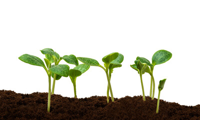 Several Young Squash Sprouts Isolated On White With Copy Space