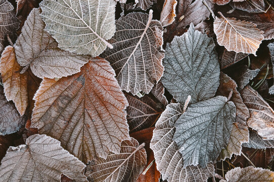 colorful frozen haselnut leaves on ground in winter fall background