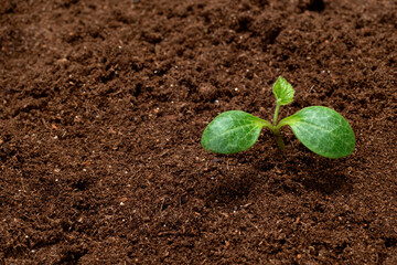 Young Squash Sprout In Potting Soil With Copy Space