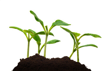 A Cluster of Young Squash Sprouts isolated With Copy Space