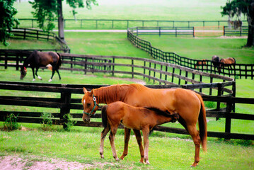 Thoroughbred brood mares in paddocks of the stud racehorse horse farm area around Ocala in Florida,...
