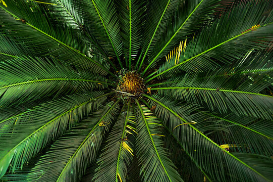 Cycas plant top angle view. Cycas plants are valued for their ornamental foliage and have been used in landscaping, indoor and horticulture.