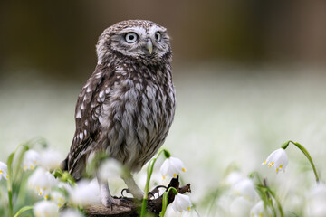 The little owl sits in the bleachers and observes the surroundings.
