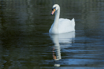 White romantic swans swim in the lake of the city park. Snow-white noble swans are a symbol of love...