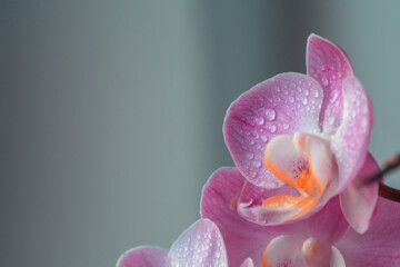 Kwiat orchidea storczyk na jednolitym tle - obrazy, fototapety, plakaty