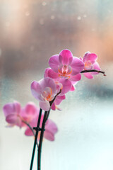 Kwiat orchidea storczyk na jednolitym tle - obrazy, fototapety, plakaty