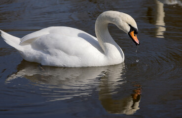 White romantic swans swim in the lake of the city park. Snow-white noble swans are a symbol of love...