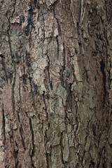 Tree bark texture closeup. Wooden backdrop