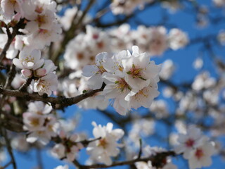 Close up of white almond tree flowers on branches, against clear blue sky