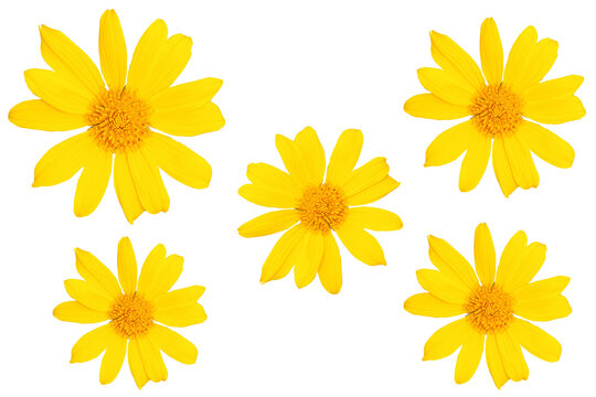 set of yellow flowers on a transparent background For decorating projects easily. generative AI
