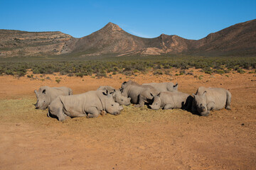 Group of white rhinoceroses is resting in savannah in safari park of South Africa