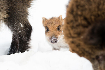 piglet from a wild boar standing in the snow between two adult wild boars