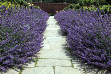 Stone path between purple flowering catnip plants towards brick wall, in an summer garden . - 586723513