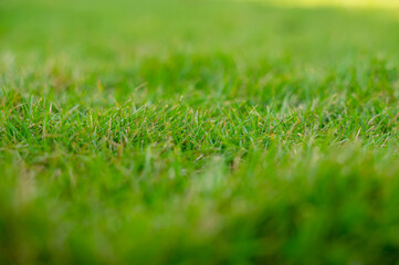 Fototapeta premium Background of lawn grass full frame. Used selective focus.
