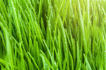 Fototapeta na wymiar Beautiful fresh wet green grass background with bokeh and shadows. Spring renewal of nature idea. Rain dew drops sparkling in the sun on the lawn grass